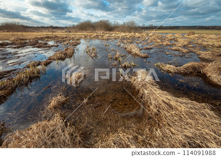 A swampy area with thick grass, a cloudy February day A swampy area with thick grass, a cloudy February day 114091988