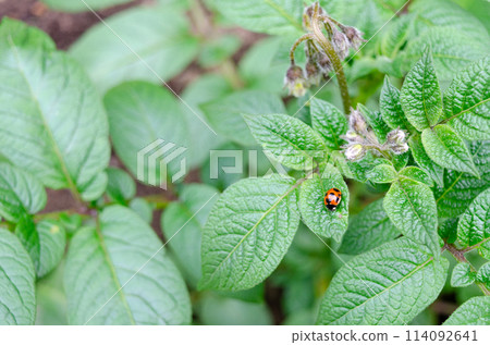 Ladybug moving on potato leaf 114092641