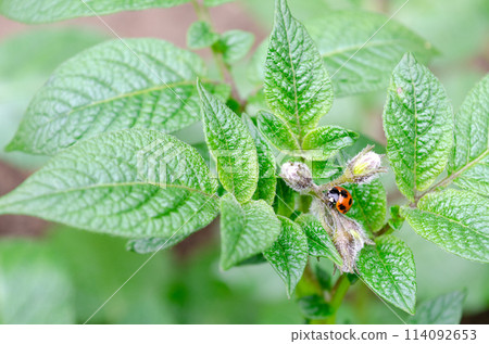 Ladybug moving on potato leaf Ladybug moving on potato leaf 114092653