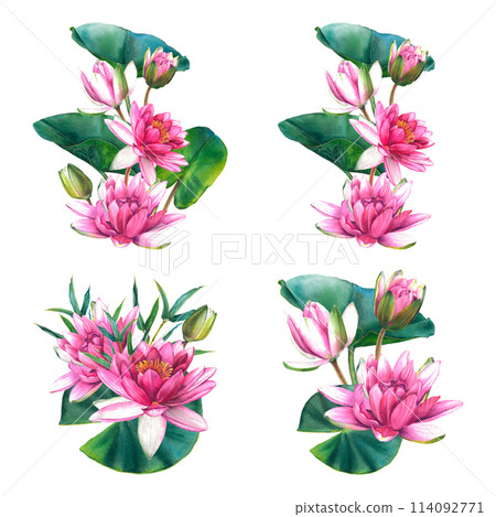 Pink water lily flowers with green leaves, bamboo twigs. Hand drawn watercolor illustration of lotus on isolated background. Botanical drawing for the design of invitations, cards, posters, fabrics. 114092771