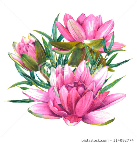 Pink water lily flowers with green bamboo twigs. Hand drawn watercolor illustration of lotus on isolated background. Botanical drawing of blooming sacred plant for spa or Zen design, cards, posters. Pink water lily flowers with green bamboo twigs. Hand drawn watercolor illustration of lotus on isolated background. Botanical drawing of blooming sacred plant for spa or Zen design, cards, posters. 114092774