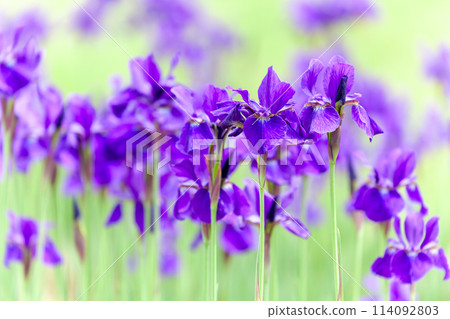 Irises at Takizawagawa River Park, Minami-Alps City Irises at Takizawagawa River Park, Minami-Alps City 114092803