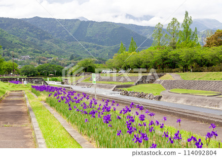 Irises at Takizawagawa River Park, Minami-Alps City Irises at Takizawagawa River Park, Minami-Alps City 114092804