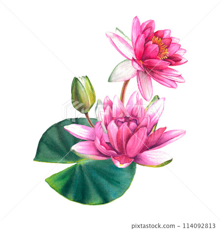 Pink water lily flowers with green leaves. Hand drawn watercolor illustration of lotus on isolated background. Exotic flower bouquet for spa, zen or wedding design. Botanical drawing of a sacred plant Pink water lily flowers with green leaves. Hand drawn watercolor illustration of lotus on isolated background. Exotic flower bouquet for spa, zen or wedding design. Botanical drawing of a sacred plant 114092813