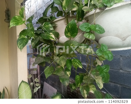 green plants in pots green plants in pots 114092829