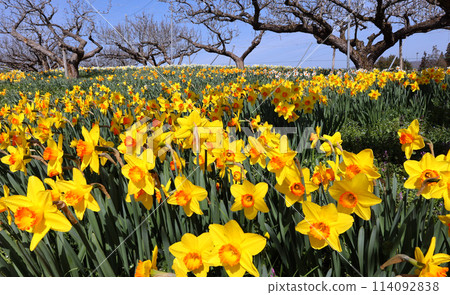 Daffodil garden Daffodil garden 114092838