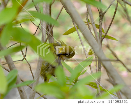 白眼鳥在灌木叢中梳理 114093261
