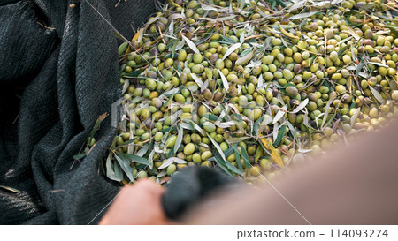 flat nets of olives under the tree flat nets of olives under the tree 114093274