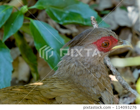 Hakan簡介(女) Hakan簡介(女) 114093276