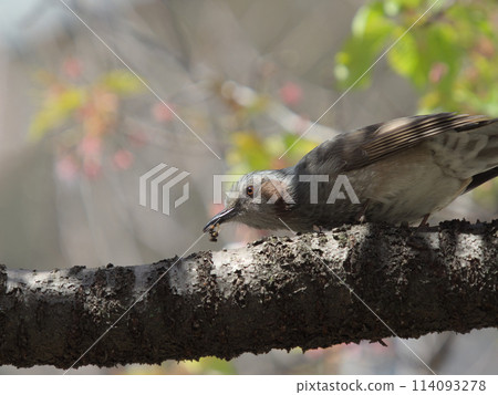 A brown-eared bulbul catching an insect 114093278