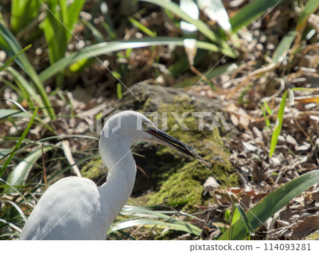 小白鷺鷥捉蝦 114093281