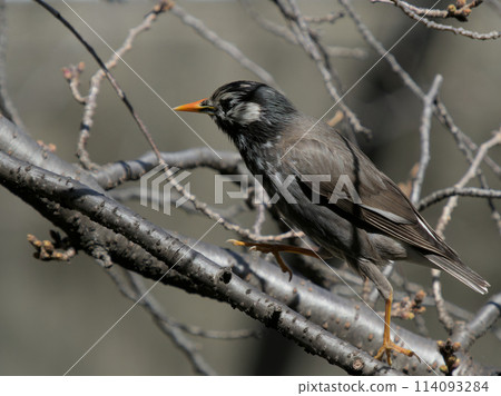 Starlings bouncing along the branches Starlings bouncing along the branches 114093284