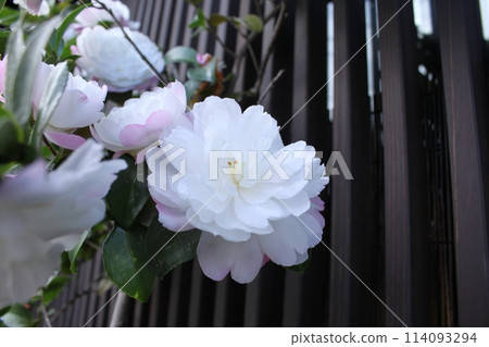 Lattice window and camellia 114093294