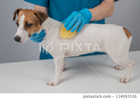 Groomer combs Jack Russell Terrier dog with silicone brush.  114093316
