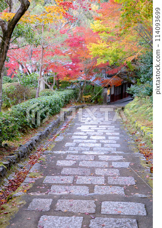 Autumn leaves on the approach to Adashino Nenbutsu-ji Temple in Saga, Sakyo Ward, Kyoto City Autumn leaves on the approach to Adashino Nenbutsu-ji Temple in Saga, Sakyo Ward, Kyoto City 114093699