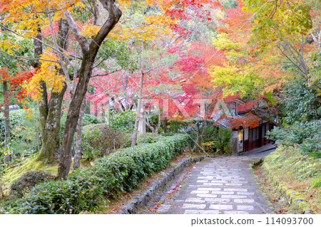 Autumn leaves on the approach to Adashino Nenbutsu-ji Temple in Saga, Sakyo Ward, Kyoto City Autumn leaves on the approach to Adashino Nenbutsu-ji Temple in Saga, Sakyo Ward, Kyoto City 114093700