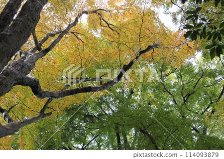 宇辰山的秋景 宇辰山的秋景 114093879