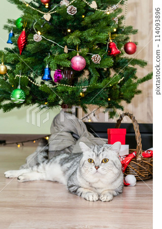 Purring cat eagerly awaiting presents Purring cat eagerly awaiting presents 114093896