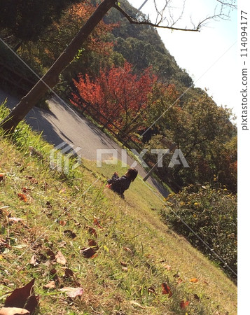 Deer walking in autumn leaves 114094177