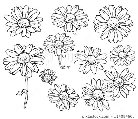 Set of line drawings of margaret flowers Set of line drawings of margaret flowers 114094603