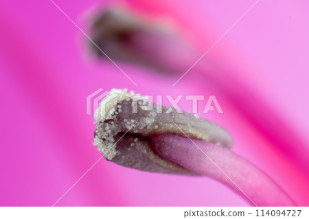 Close-up of azalea stamens 114094727
