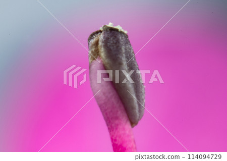 杜鵑花雄蕊的特寫 114094729