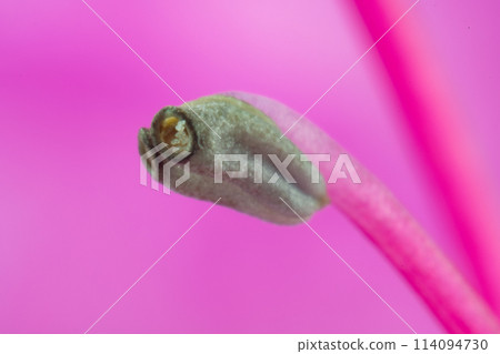 杜鵑花雄蕊的特寫 114094730