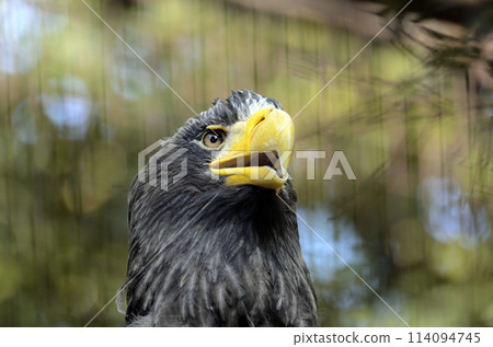 St. Pear St. Pear 114094745