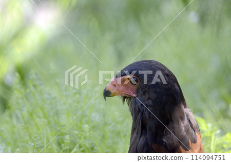 短尾 短尾 114094751