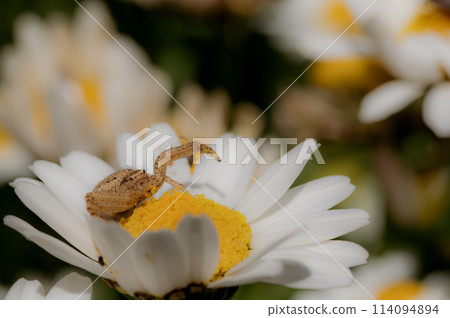 A crab spider waiting for prey on a white flower in a flower bed A crab spider waiting for prey on a white flower in a flower bed 114094894