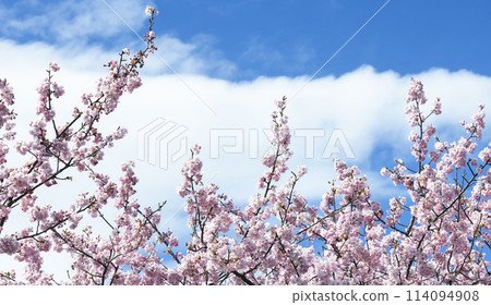 Kawazu cherry blossoms in full bloom under the blue sky Kawazu cherry blossoms in full bloom under the blue sky 114094908