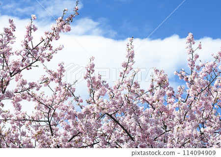 Kawazu cherry blossoms in full bloom under the blue sky Kawazu cherry blossoms in full bloom under the blue sky 114094909