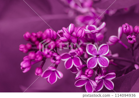 Common lilac flower 114094936