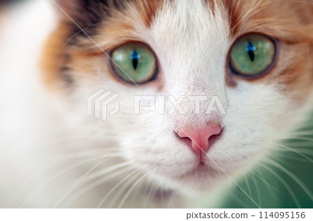 Portrait of a cat Portrait of a cat 114095156