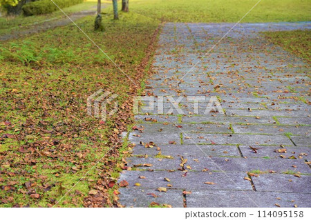 下落的葉子在秋天公園 下落的葉子在秋天公園 114095158