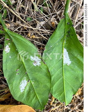 Yanon scale insects on the underside of mandarin orange leaves Yanon scale insects on the underside of mandarin orange leaves 114095384