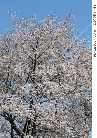 A single cherry tree in the mountains 114095448