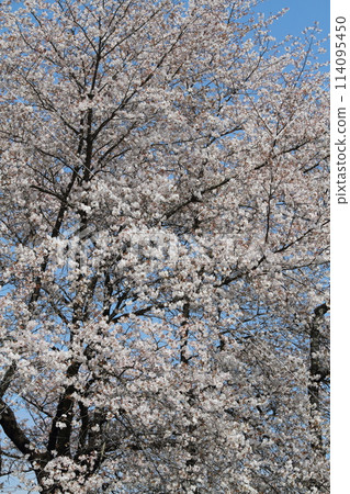 山中一棵孤獨的櫻花樹 山中一棵孤獨的櫻花樹 114095450