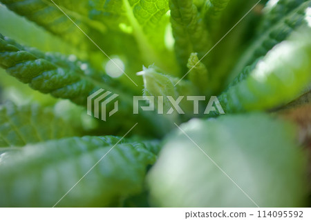 報春花切絲芽。花語是“青春的愛情”和“開始與悲傷”，酸甜可口。 114095592