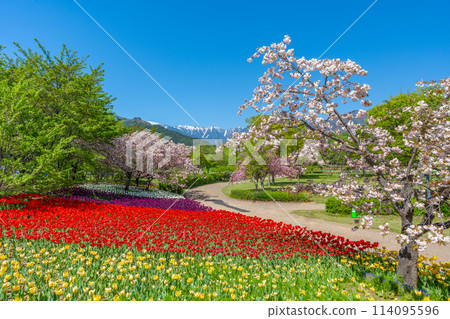 Azumino Park: Northern Alps, cherry blossoms and tulips (Azumino City, Nagano Prefecture) 114095596