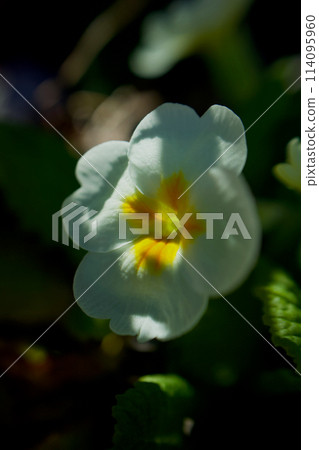 春天的陽光透過樹葉、報春花和柔軟的頭髮。花語是“青春的愛情”和“開始與悲傷”,酸甜可口。 春天的陽光透過樹葉、報春花和柔軟的頭髮。花語是“青春的愛情”和“開始與悲傷”,酸甜可口。 114095960