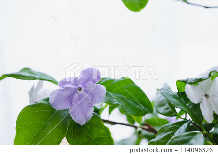 The strong scent of the Japanese ban festival 114096326