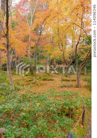 Autumn leaves in the moss garden at Gion-ji Temple (Ojo-in Nunnery) in Saga, Ukyo Ward, Kyoto City 114096346