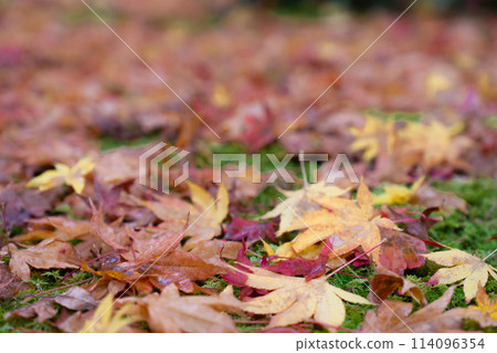 Gion-ji Temple (Ojo-in Nunnery) in Saga, Ukyo Ward, Kyoto City, Gion's Hermitage, Fallen leaves (moss garden) 114096354