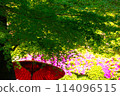 Spring scenery of a Japanese garden 114096515