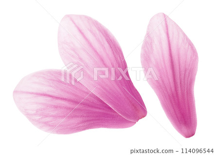Pink magnolia flower petal isolated on white background with full depth of field. Top view. Flat lay Pink magnolia flower petal isolated on white background with full depth of field. Top view. Flat lay 114096544