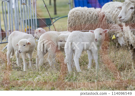 A group of baby sheep are standing in a field 114096549