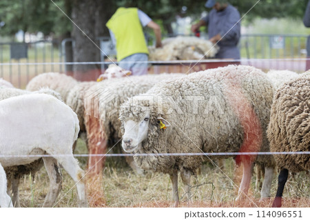 A group of sheep are grazing in a field 114096551