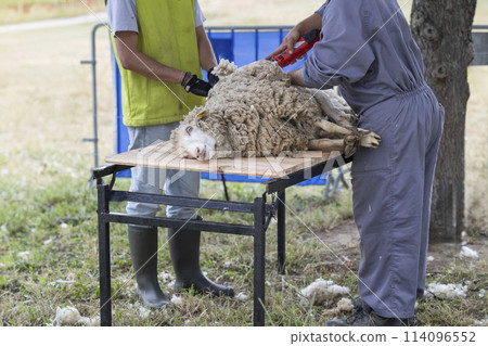 A man is shearing a sheep 114096552