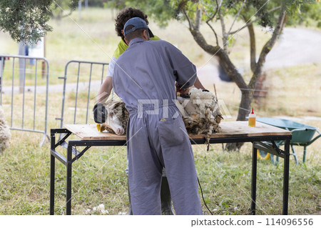 A man in a grey jumpsuit is cutting the wool off of a sheep A man in a grey jumpsuit is cutting the wool off of a sheep 114096556